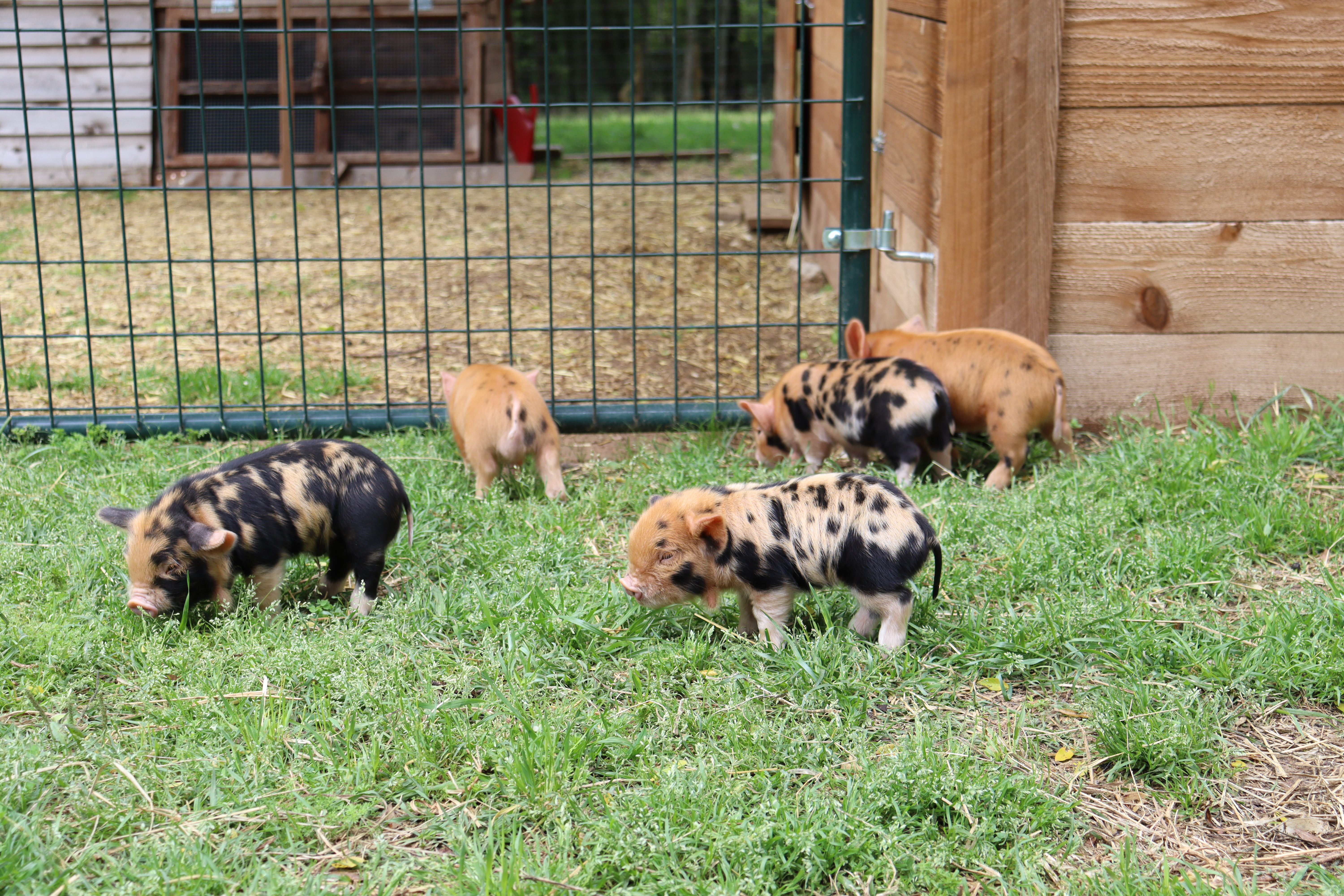 Piglets